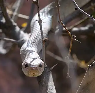 Description de l'image Chirrionera sobre un mezquite en Jesús María 25.jpg.