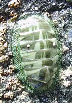 Chiton glaucus.