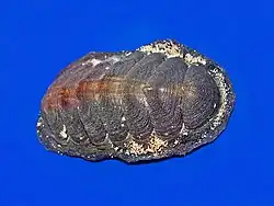 Acanthopleura gemmata