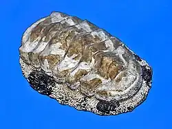 Exemplaire de musée d’A. granulata de la Barbade.