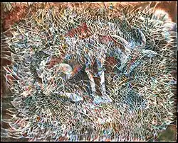 Chivo (chèvre), peinture.