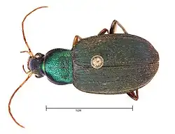 Chlaenius chaudoiri.