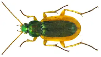 Chlaenius senegalensis.