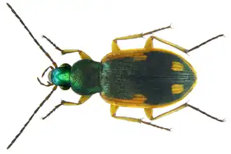 Chlaenius notabilis&nbsp;(nl).