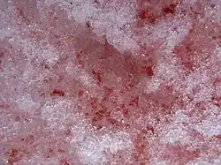 Chlamydomonas nivalis