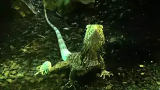 Ménagerie du jardin des plantes - Paris/France