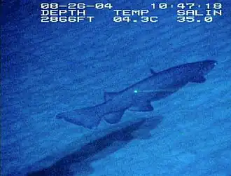 Un requin (Chlamydoselachus anguineus) au Davidson seamount (−1&nbsp;736&nbsp;m).