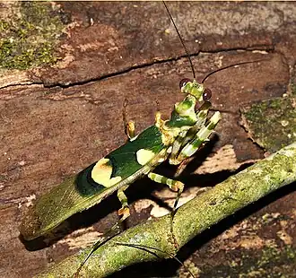 Description de cette image, également commentée ci-après