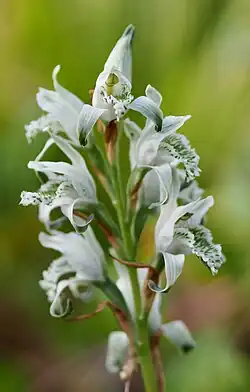 Photographie en couleurs à très faible focale de quelques fleurs blanches striées de vert foncé, disposées en épi