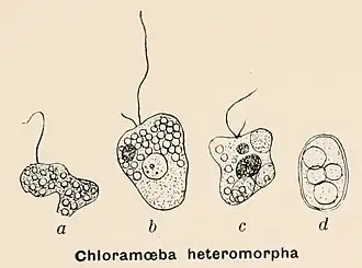 Description de l'image Chloramoeba heteromorpha Henri Coupin 1868.jpg.