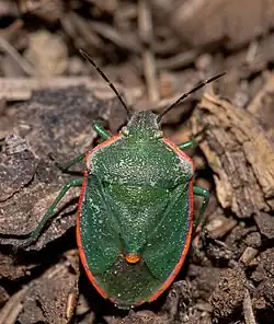 Chlorochroa sayi (Californie, USA).