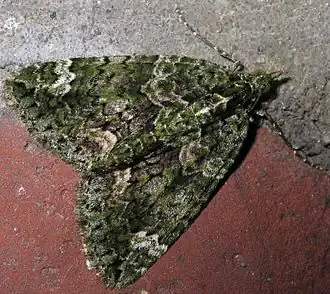 Description de cette image, également commentée ci-après