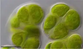 Description de l'image Chlorokybus atmophyticus.jpg.