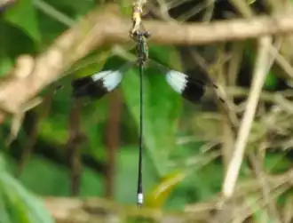 Description de l'image Chlorolestes elegans 60122865.png.