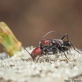 Description de cette image, également commentée ci-après