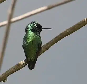 Description de l'image Chlorostilbon alice Green-tailed emerald; Aragua, Venezuela.jpg.