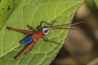 Opaon varicolor, des Opaon, des Acridae, mâle, en Colombie. Aout 2023.