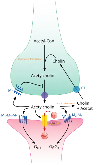 Synapse chlolinergique