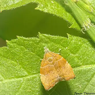 Description de cette image, également commentée ci-après