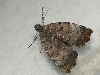 Description de cette image, également commentée ci-après