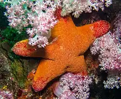 En Mer d'Andaman, les pointes sont tachées de rouge.