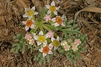 Description de l'image Choritaenia capensis 1DS-II 3-0947.jpg.