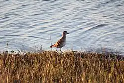 Photographie d'un Pluvier bronzé en plumage hivernal debout au bord de l'eau, avec de l'herbe au premier plan.