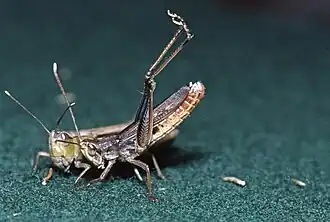 Description de l'image Chorthippus lacustris.jpg.