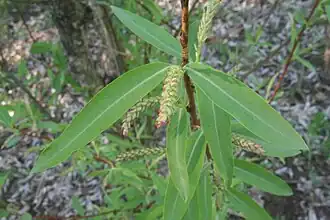 Description de l'image Chosenia arbutifolia leaves and catkins.jpg.