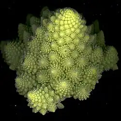 Partie d'une inflorescence secondaire de chou romanesco montrant la disposition des inflorescences de niveau 3.