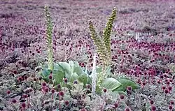 Chou durant sa floraison.