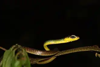 Description de l'image Chrionius exoletus juvénile.jpg.