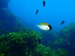 Chromis klunzingeri