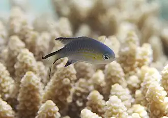 Une demoiselle à queue noire (Pycnochromis nigrura)