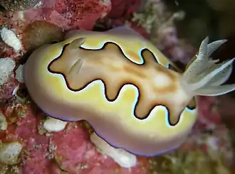Description de l'image Chromodoris coi.jpg.