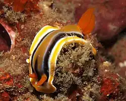 Chromodoris colemani