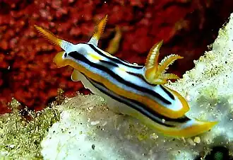 Chromodoris strigata