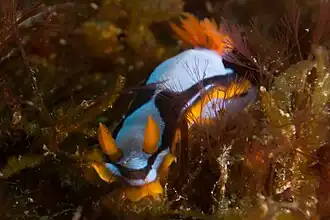 Chromodoris westraliensis