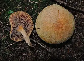 Description de cette image, également commentée ci-après