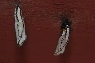 Chrysalides d'Acraea terpsicore.