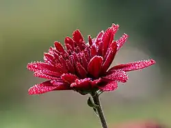 Fleur bien rouge recouverte de petites perles d'eau.