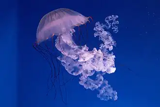 Chrysaora plocamia