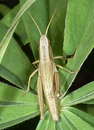 Femelle « normale ».