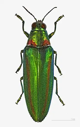 Chrysochroa rajah thailandica - Chiang Mai, Thaïlande.
