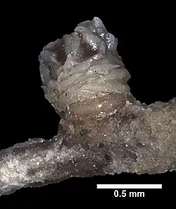 Chrysogorgia thyrsiformis