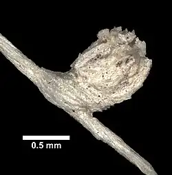 Chrysogorgia fewkesii