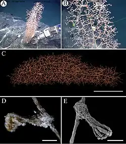 Chrysogorgia ramificans
