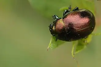 Description de l'image Chrysolina.varians.adult.jpg.