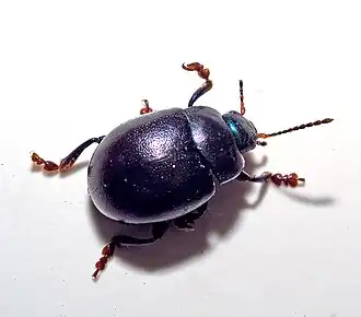 Description de cette image, également commentée ci-après