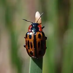 Chrysomela confluens.